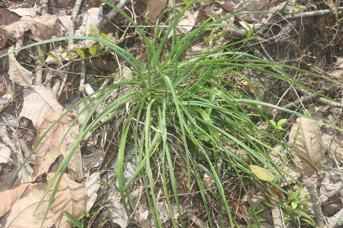 Chlorophytum